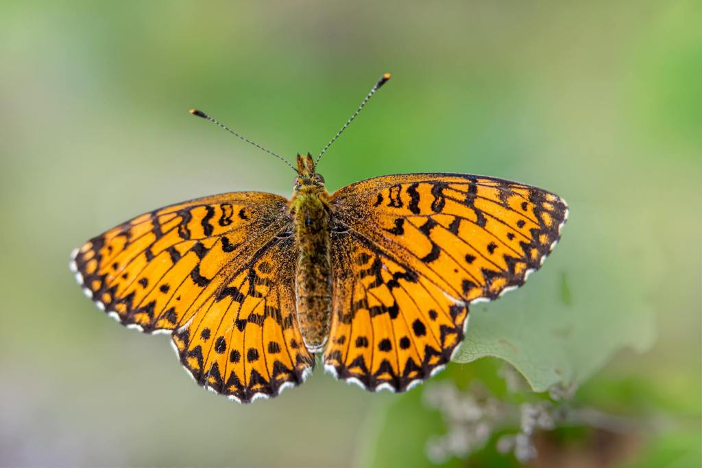 Manual de supervivencia